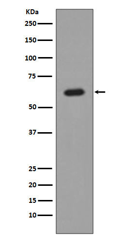 AKT1 (5O1) Rabbit Monoclonal Antibody