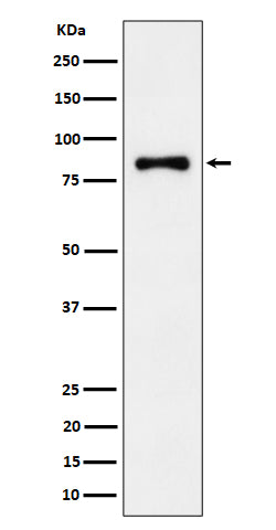 ALDH16A1 (2E13) Rabbit Monoclonal Antibody