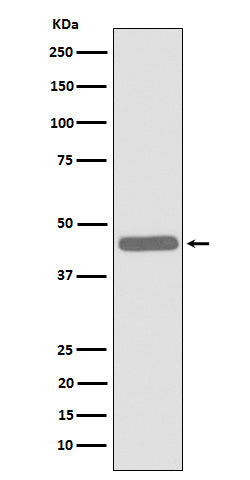ALKBH1 (5W8) Rabbit Monoclonal Antibody