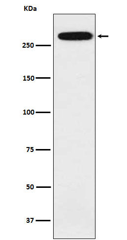 alpha 1 Spectrin (10S8) Rabbit Monoclonal Antibody