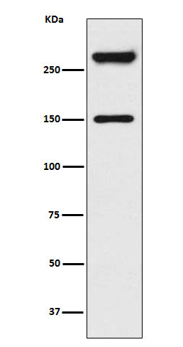 Alpha Fodrin (15V11) Rabbit Monoclonal Antibody