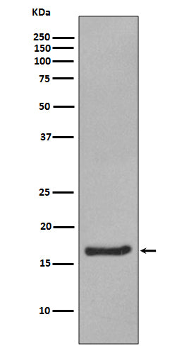 Alpha Synuclein (18R1) Rabbit Monoclonal Antibody