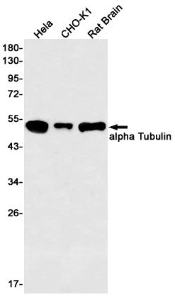 alpha Tubulin (4D19) Rabbit Monoclonal Antibody