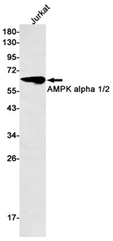AMPK alpha (14Y14) Rabbit Monoclonal Antibody