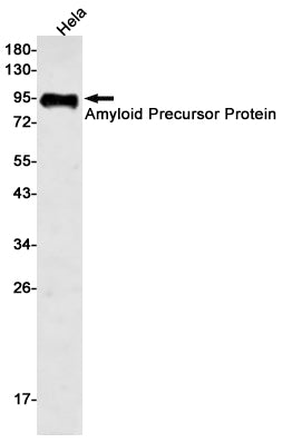 Amyloid Precursor Protein (5W2) Rabbit Monoclonal Antibody