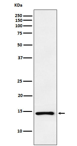 ANP (19C4) Rabbit Monoclonal Antibody