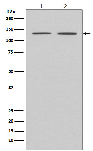 APAF1  (1L2) Rabbit Monoclonal Antibody