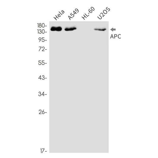 APC (19Y7) Rabbit Monoclonal Antibody
