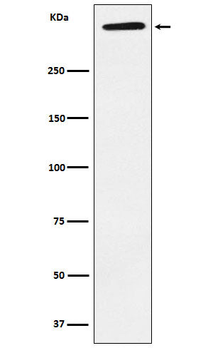 ApoA (4M11) Rabbit Monoclonal Antibody