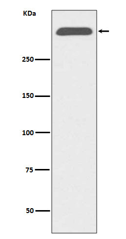 ApoB (17G7) Rabbit Monoclonal Antibody
