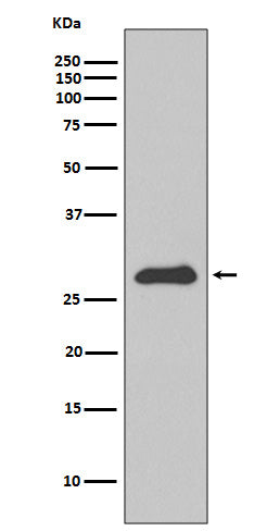 Apolipoprotein A1 (16D14) Rabbit Monoclonal Antibody