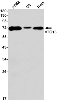 ATG13 (3F5) Rabbit Monoclonal Antibody