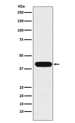 ATOH1 (17T16) Rabbit Monoclonal Antibody