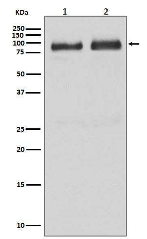 B Raf (9L5) Rabbit Monoclonal Antibody