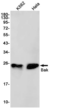 Bak (16T6) Rabbit Monoclonal Antibody