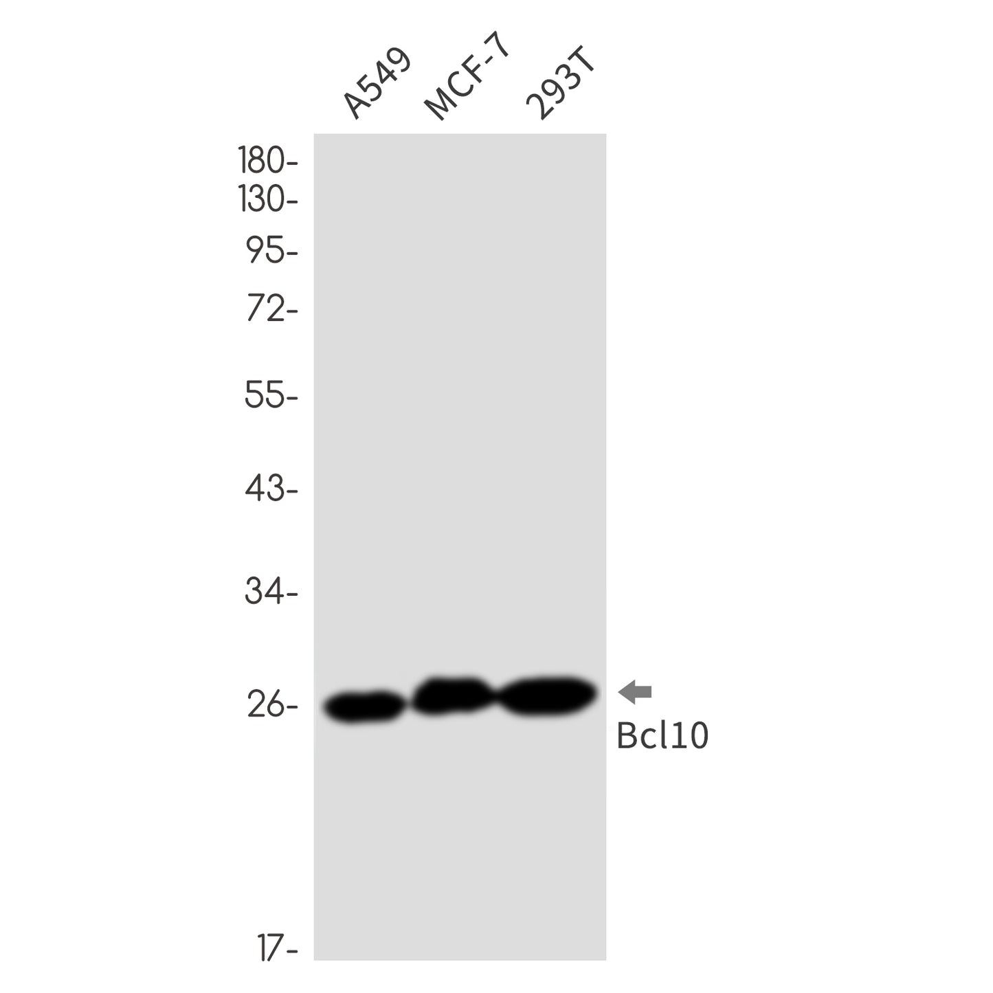 Bcl10 (4I12) Rabbit Monoclonal Antibody