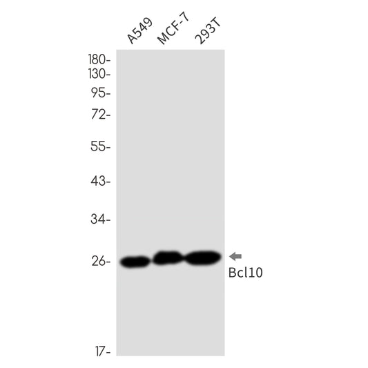 Bcl10 (4I12) Rabbit Monoclonal Antibody