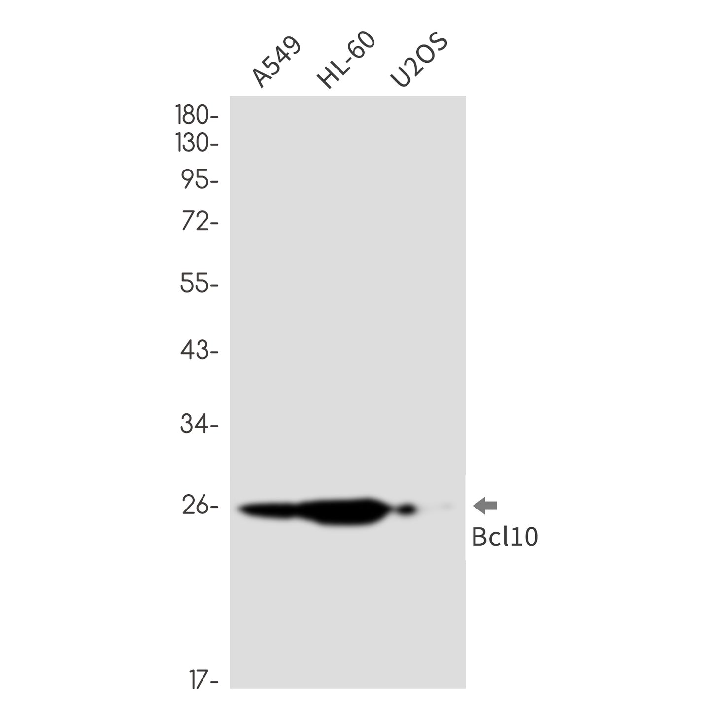 Bcl10 (4U16) Rabbit Monoclonal Antibody