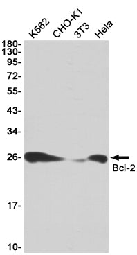 Bcl-2 (10F16) Rabbit Monoclonal Antibody
