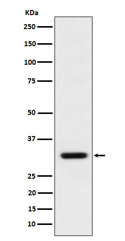 BCL2L12 (18T13) Rabbit Monoclonal Antibody
