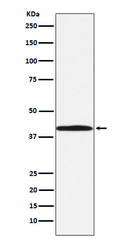 BGAT (19J2) Rabbit Monoclonal Antibody