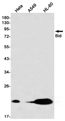 Bid (6Y3) Rabbit Monoclonal Antibody