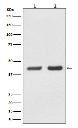 Bmi1 (10S4) Rabbit Monoclonal Antibody
