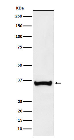 BOB1 (10L9) Rabbit Monoclonal Antibody