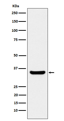 BOB1 (7F1) Rabbit Monoclonal Antibody