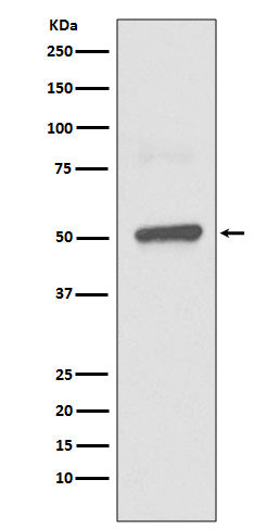 BPI (2G15) Rabbit Monoclonal Antibody