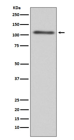 C3 (4X12) Rabbit Monoclonal Antibody