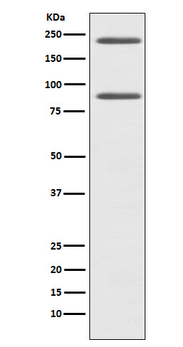 C4 (19L8) Rabbit Monoclonal Antibody