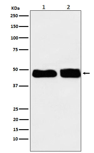 C4 binding protein (14B18) Rabbit Monoclonal Antibody
