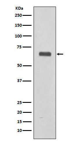 C9 (12U11) Rabbit Monoclonal Antibody