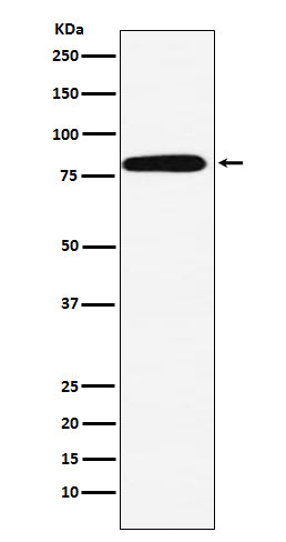 Calpain 2 (3O9) Rabbit Monoclonal Antibody