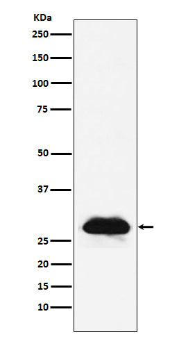 Carbonic anhydrase 2 (13N16) Rabbit Monoclonal Antibody