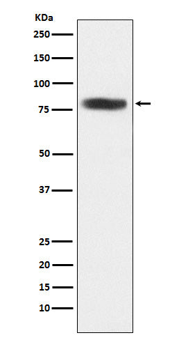 CARS (9E19) Rabbit Monoclonal Antibody