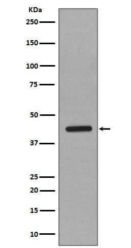 Caspase-1 (16E17) Rabbit Monoclonal Antibody