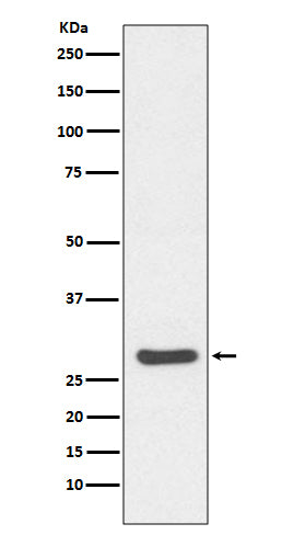 Caspase-14 (7P17) Rabbit Monoclonal Antibody