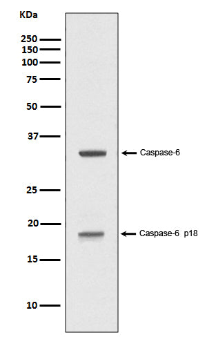 Caspase-6 p18 (16U11) Rabbit Monoclonal Antibody