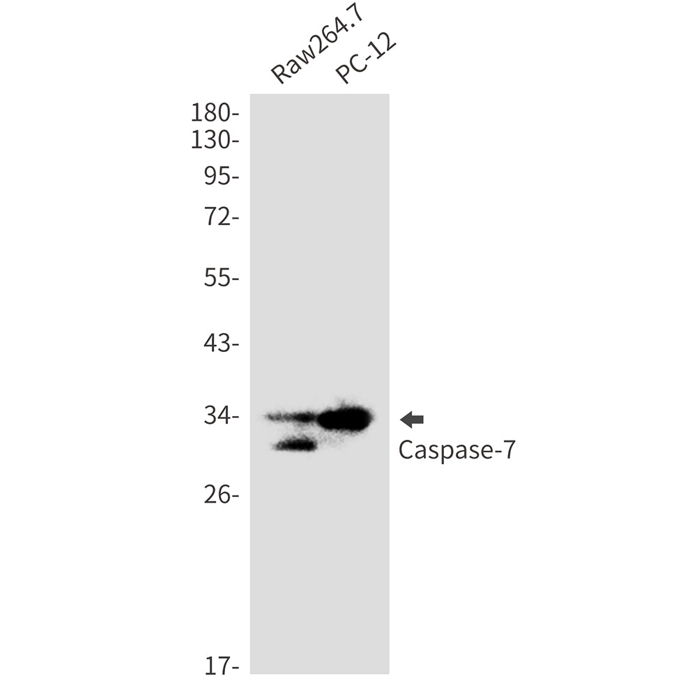 Caspase-7 (17N18) Rabbit Monoclonal Antibody