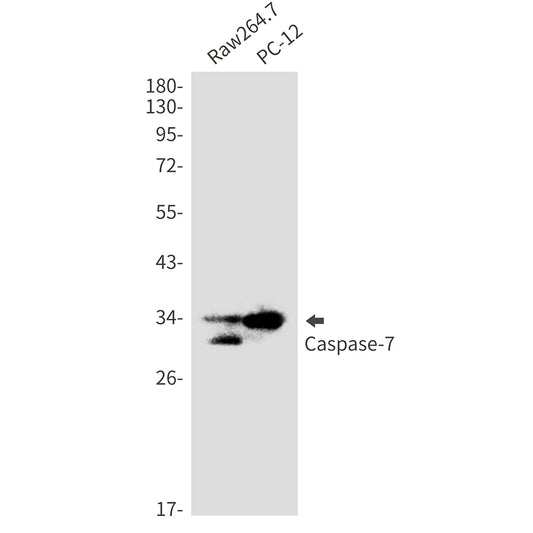 Caspase-7 (17N18) Rabbit Monoclonal Antibody