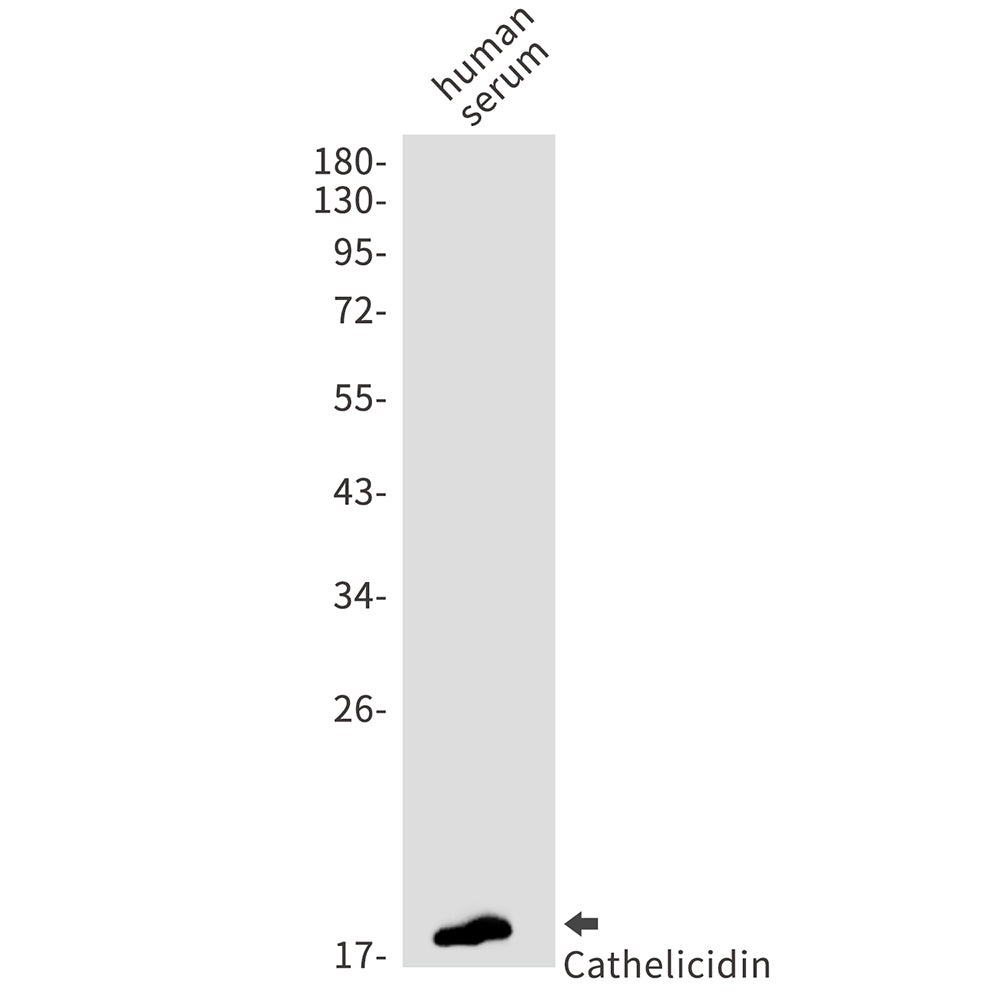 Cathelicidin (8H15) Rabbit Monoclonal Antibody