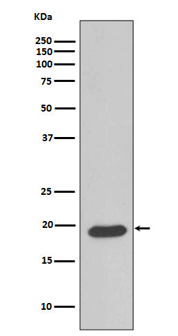 Caveolin-3 (19O1) Rabbit Monoclonal Antibody