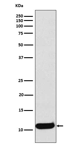 CCL19 (7Y12) Rabbit Monoclonal Antibody