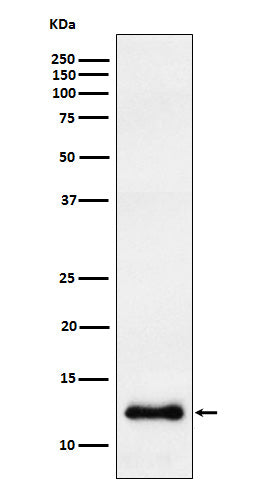 CCL23 (3Y14) Rabbit Monoclonal Antibody