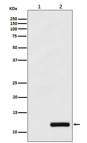 CCL4/MIP1 beta (2H8) Rabbit Monoclonal Antibody