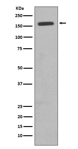 CD11b (8E1) Rabbit Monoclonal Antibody