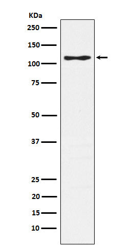 CD162 (5S17) Rabbit Monoclonal Antibody