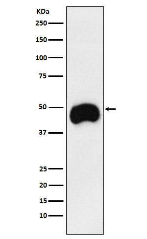 CD2 (2F19) Rabbit Monoclonal Antibody